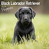 Labrador Puppy - Black Calendar